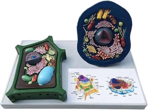 Tier- Und Pflanzenzellenmodell, Vergleichsmodelle For Den Biologischen Experimentellen Unterricht, Medizinisch-anatomisches Unterrichtsmodell, For Die Studienanzeige, Medizinisches Unterrichtsmodell Tier- Und Pflanzenzellenmodell, Vergleichsmodelle For Den Biologischen Experimentellen Unterricht, Medizinisch-anatomisches Unterrichtsmodell, For Die Studienanzeige, Medizinisches Unterrichtsmodell von WBRSybUK