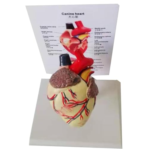 WBRSybUK- Anatomisches Hundeherzmodell, Studienanzeige, Medizinisches Lehrmodell For Tierärzte, Lehrer, Studenten von WBRSybUK