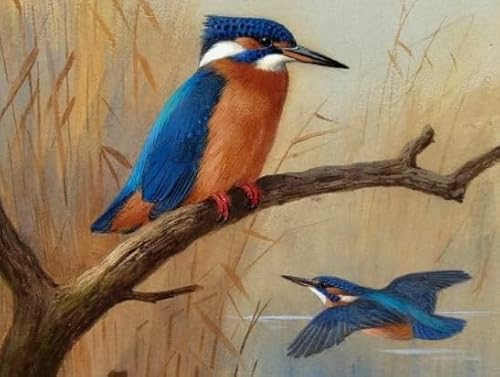 Animal Kingfishers, Rätsel 1000 Stück, Art Colour Jigsaw, Fun Spiel Toy Posters Educational Spiel for Memory Spiels for The Ältere Gifts BE621KA von WDZFF