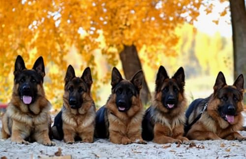 German Shepherds Plakats,1000 Teile Puzzles,Memory-Spiele Für Adults,Familie Stress Relief Spielzeug,Wand Kunst Dekoration Fw475Zw von WDZFF