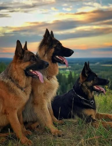 German Shepherds Plakats,1000 Teile Puzzles,Memory-Spiele Für Adults,Familie Stress Relief Spielzeug,Wand Kunst Dekoration Fw476Zw German Shepherds Plakats,1000 Teile Puzzles,Memory-Spiele Für Adults,Familie Stress Relief Spielzeug,Wand Kunst Dekoration Fw476Zw von WDZFF