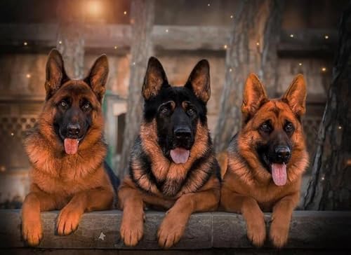 German Shepherds Plakats,1000 Teile Puzzles,Memory-Spiele Für Adults,Familie Stress Relief Spielzeug,Wand Kunst Dekoration Fw479Zw von WDZFF