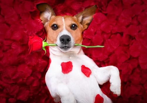 Puzzles 1000 Stück - Russells Terriers Dog Plakat - Buntes - Ältere Menschen Gedächtnis Kognition Spiele - Lernspielzeug Für Kinder - Wand Kunst Dekoration - Zy41Ps Puzzles 1000 Stück - Russells Terriers Dog Plakat - Buntes - Ältere Menschen Gedächtnis Kognition Spiele - Lernspielzeug Für Kinder - Wand Kunst Dekoration - Zy41Ps von WDZFF