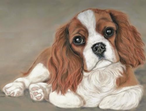 WDZFF 1000 Stück Puzzles, Charless Spaniels Posters, Für Gedächtnis- Und Wahrnehmungs Spiele, Bunt Puzzle, Lernspielzeug Für Kinder Sx114Zp WDZFF 1000 Stück Puzzles, Charless Spaniels Posters, Für Gedächtnis- Und Wahrnehmungs Spiele, Bunt Puzzle, Lernspielzeug Für Kinder Sx114Zp von WDZFF