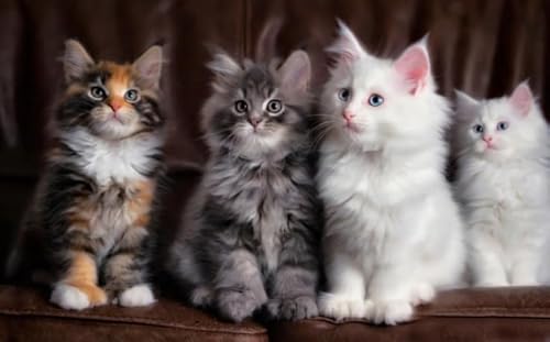 WDZFF Puzzle 1000 Stück, MaineCoon Cat Fun Posters, Lernspielzeug Für Kinder, Ältere Menschen Gedächtnis Kognition Spiele Pw149Zp von WDZFF