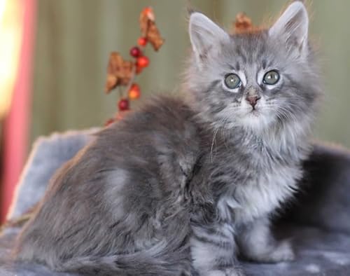 WDZFF Puzzle 1000 Stück, MaineCoon Cat Fun Posters, Lernspielzeug Für Kinder, Ältere Menschen Gedächtnis Kognition Spiele Pw151Zp von WDZFF