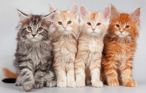 WDZFF Puzzle 1000 Stück, MaineCoon Cat Fun Posters, Lernspielzeug Für Kinder, Ältere Menschen Gedächtnis Kognition Spiele Pw152Zp von WDZFF