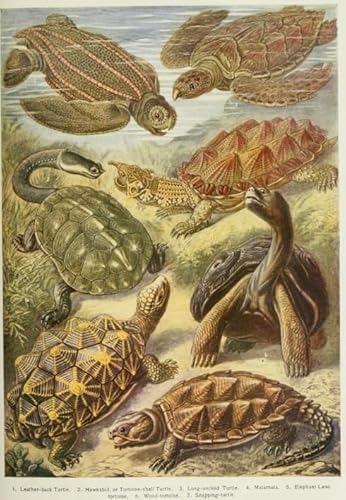 WDZFF Puzzle 1000 Teile, Sea Animals Kunst Plakat, Erwachsene Familie Stress Relief Puzzle Spielzeugs， Lernspielzeug Für Kinder Xa399Wp von WDZFF