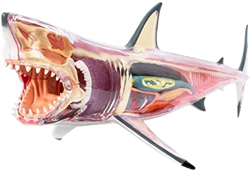Modelle Skelettmodell-Anatomiemodell, Weißer Hai-Anatomiemodell – Abnehmbares 20-teiliges Hai-Organ-Anatomiemodell – 4D-Vision-Tieranatomiemodell – für Studienanzeige, Lehrmedizinisches Modell für von WEISSBIGR