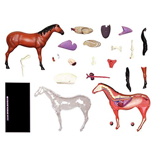 Modelle Skelettmodell Anatomiemodell, Zusammenbaumodell Pferd Anatomisches Modell Medizinisch, Tiermodelle Abnehmbare 26 Organe Körperteile Veterinärmedizinisches Lehrmodell, Biologieunterricht Veteri von WEISSBIGR