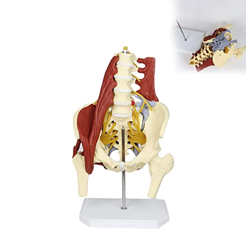 WEISSBIGR Anatomisches Modell, Lendenwirbelsäulenmodell mit weiblichem Beckenmodell, Lendenwirbelsäulenknochenmodell, medizinische Wissenschaft mit Beckenbodenmuskulatur, Leben G von WEISSBIGR