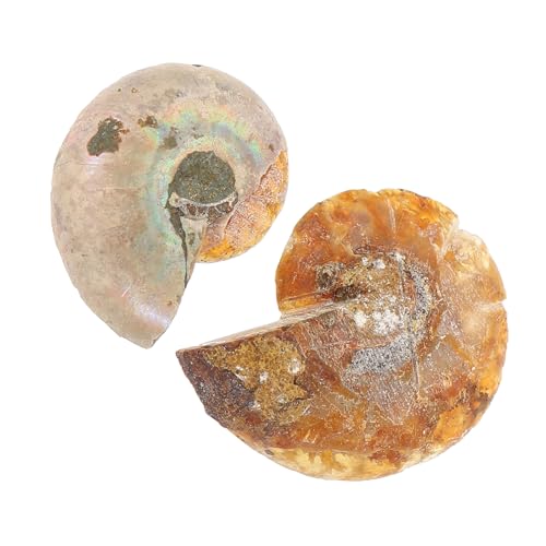 WEKADRIN 2 Stück Teiliges Ammoniten Fossilien Naturgetreue Paläontologie Simulation Dekorative Lehrproben für Sammlung und Bildungszwecke Sichere und Attraktive Ornamente von WEKADRIN
