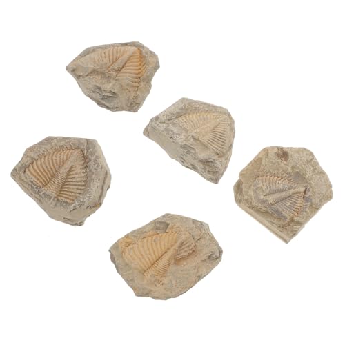 WEKADRIN 5 Stück 5 teiliges Fossilien Set aus natürlichen Dreilappkrebsen naturgetreu verschiedene Formen als Lehrmittel und Schreibtischdekoration für Interesse an Paläontologie und WEKADRIN 5 Stück 5 teiliges Fossilien Set aus natürlichen Dreilappkrebsen naturgetreu verschiedene Formen als Lehrmittel und Schreibtischdekoration für Interesse an Paläontologie und von WEKADRIN