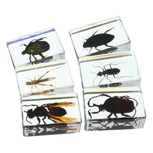WEKADRIN 6 Stück Teiliges Insektenexemplar Transparentem Resin Vielfältige Konservierte Insekten für Wissenschaftliche Bildung Naturgetreue Details Robust und Dekorativ für Unterricht und WEKADRIN 6 Stück Teiliges Insektenexemplar Transparentem Resin Vielfältige Konservierte Insekten für Wissenschaftliche Bildung Naturgetreue Details Robust und Dekorativ für Unterricht und von WEKADRIN