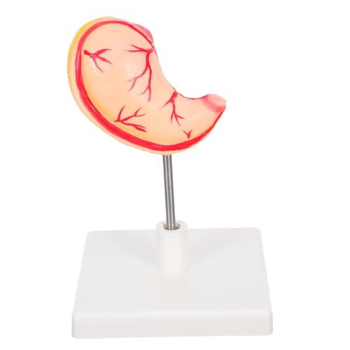 WEKADRIN Anatomisches Magenmodell Stabiles Lernmodell Menschlicher Magen Für Medizinische Ausbildung Und Wissenschaftlicher Unterricht Einfach Zusammenzubauen Und Vielseitig Einsetzbar WEKADRIN Anatomisches Magenmodell Stabiles Lernmodell Menschlicher Magen Für Medizinische Ausbildung Und Wissenschaftlicher Unterricht Einfach Zusammenzubauen Und Vielseitig Einsetzbar von WEKADRIN