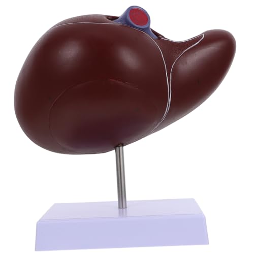 WEKADRIN Anatomisches Menschliches Lebermodell mit Basis Realistisches Lehrmodell aus Kunststoff Detailgetreues Medizinisches Modell für Unterricht und Anschauliche Darstellung von WEKADRIN