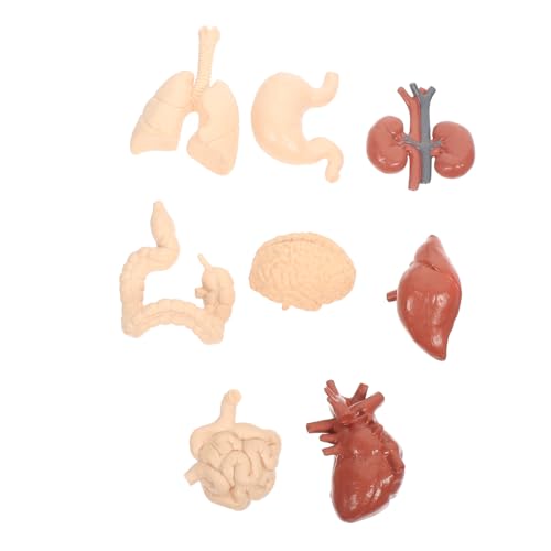 WEKADRIN Realistisches Menschliches Körperorgane Modell aus Pädagogisches Anatomie Lernspielzeug für Schüler und Interessierte Langlebig und Anschaulich zur Wissensvermittlung von WEKADRIN