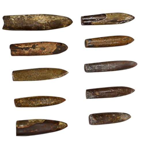 WEKAMOS 10 Stück Teiliges Fischpfeil Fossilien aus Hochwertigen Materialien Dekoratives Tischornament für Schulanfänger Pädagogisches Sample zur Kreativen Wissensförderung WEKAMOS 10 Stück Teiliges Fischpfeil Fossilien aus Hochwertigen Materialien Dekoratives Tischornament für Schulanfänger Pädagogisches Sample zur Kreativen Wissensförderung von WEKAMOS