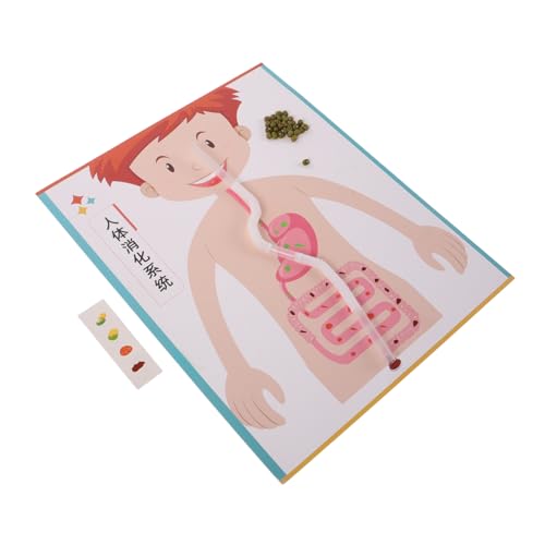 WEKAMOS 4 Sätze Realistisches Lernspielzeug für Lehrmittel zum Selberbauen Fördert Stem Bildung Eltern-Junge Mädchen Interaktion Handgemachtes Wissenschaftsprojekt von WEKAMOS