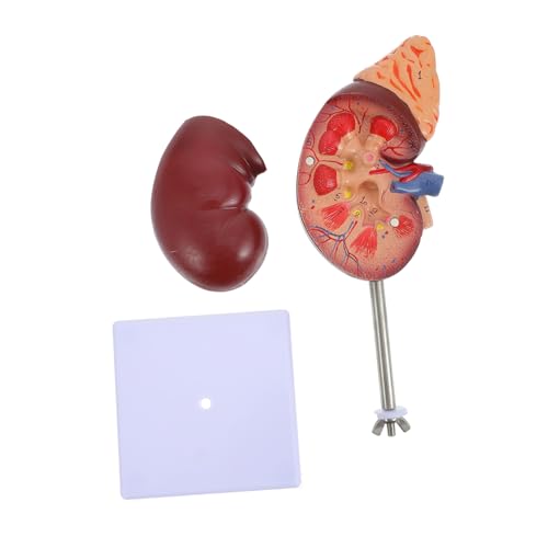 WEKAMOS Anatomisches Nierenmodell Hochwertiges Zubehör für Unterricht Abnehmbar Detaillierte Struktur für Medizinische Ausbildung Anatomisches WEKAMOS Anatomisches Nierenmodell Hochwertiges Zubehör für Unterricht Abnehmbar Detaillierte Struktur für Medizinische Ausbildung Anatomisches von WEKAMOS