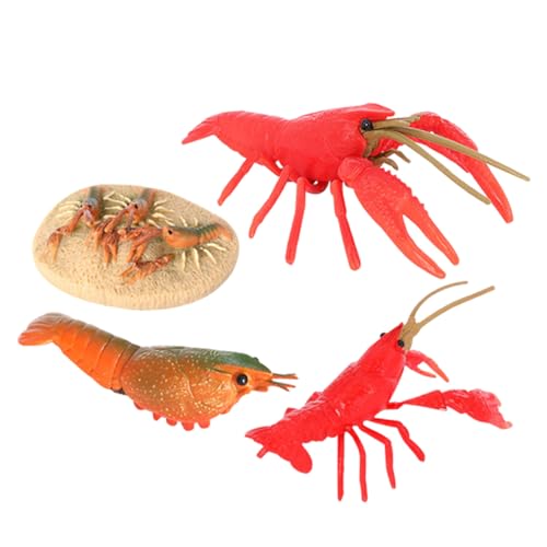 WEKAMOS Crayfish Lebenszyklus Modell aus Hochwertigem Kunststoff Realistisches Wachstumszyklus für Pädagogisch Langlebig und Leicht zu Reinigen Aquarium Deko und Lernspielzeug von WEKAMOS