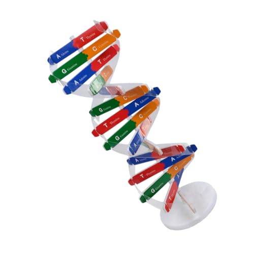 WEKAMOS DNA Modellbausatz Doppelhelix Wissenschaftsspielzeug zum Selbstmontieren für Pädagogisches Lernset Biologie Interaktives Gen Modell für Naturwissenschaftlichen Zufällige Farbe von WEKAMOS