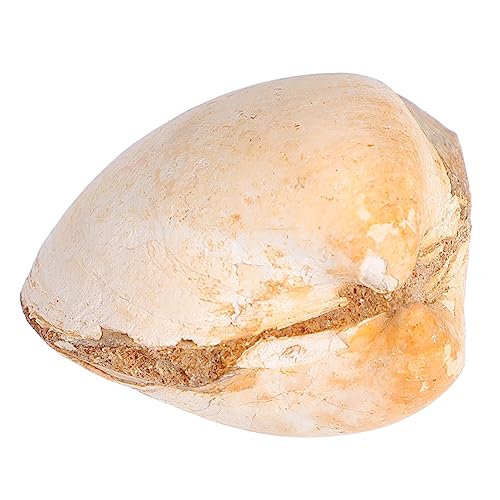 WEKAMOS Doppelschalenmuschel Naturwissenschaftliches Lehrmaterial zur Paläontologie Tischschmuck für Dekorative Zwecke und Bildungszwecke WEKAMOS Doppelschalenmuschel Naturwissenschaftliches Lehrmaterial zur Paläontologie Tischschmuck für Dekorative Zwecke und Bildungszwecke von WEKAMOS