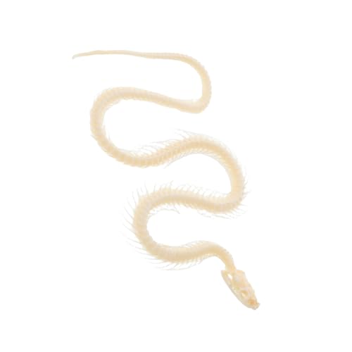 WEKAMOS Exemplar eines Schlangenskeletts Tierpräparate tierisches Skelett echte Tierknochen Skeletttier Schlangenskelett Halloween Tierknochen Exemplare echtes Exemplar Beige WEKAMOS Exemplar eines Schlangenskeletts Tierpräparate tierisches Skelett echte Tierknochen Skeletttier Schlangenskelett Halloween Tierknochen Exemplare echtes Exemplar Beige von WEKAMOS