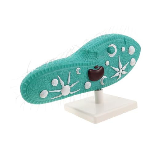 WEKAMOS Paramecium Modell mit Detaillierten Cilien Biologisches Lernmodell für Mittelschulbiologie Wissenschaftliches Lehrmodell mit Ständer für Laborunterricht und Wissenschaftliche WEKAMOS Paramecium Modell mit Detaillierten Cilien Biologisches Lernmodell für Mittelschulbiologie Wissenschaftliches Lehrmodell mit Ständer für Laborunterricht und Wissenschaftliche von WEKAMOS