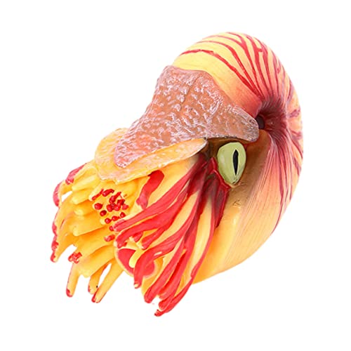 WEKAMOS Simuliertes Nautilus Modell Realistische Meeresdekoration für Lernspielzeug Kreativität und Praktischen Fähigkeiten für Aquarien Heimdekoration von WEKAMOS