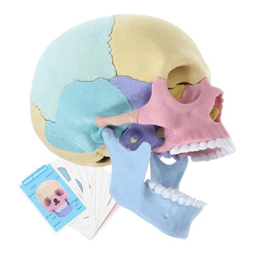 WESIEVYA Schädelmodell Lernen Für Anatomie Und Physiologie Menschlicher Körper Modell Für Kinder Detailliertes Farbloses Modell Abnehmbarer Schädel Für Unterrichtszwecke WESIEVYA Schädelmodell Lernen Für Anatomie Und Physiologie Menschlicher Körper Modell Für Kinder Detailliertes Farbloses Modell Abnehmbarer Schädel Für Unterrichtszwecke von WESIEVYA