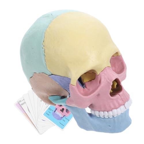 WESIEVYA Skelett Anatomie Lebensgroß Schädelmodell Mini-Modell des Menschlichen Schädels -Modell-Requisite Schädelanatomiemodell Schädel Modell Puzzle Rätsel Anatomie-schädel Kleiner Schädel Plastik WESIEVYA Skelett Anatomie Lebensgroß Schädelmodell Mini-Modell des Menschlichen Schädels -Modell-Requisite Schädelanatomiemodell Schädel Modell Puzzle Rätsel Anatomie-schädel Kleiner Schädel Plastik von WESIEVYA