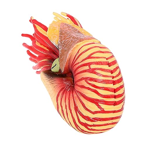 WHAMVOX Realistisches Nautilus Modell aus Kunststoff Farbenfrohes Meeresbewohner dekor Detailgetreue Desktop Ornament für Fördert Kreativität und Farberkennung Kompakte von WHAMVOX