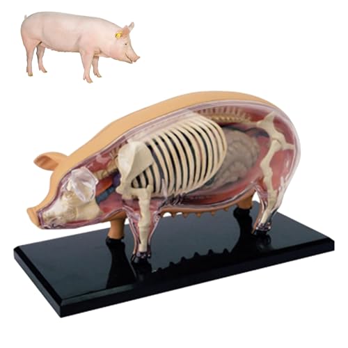 4D Vision Schweine-Anatomiemodell, Medizinische Lehrmodelle für die Schweineanatomie, Abnehmbares Tiermodell mit 19 Organen und Körperteilen, Biologisches Skelettpräparat 4D Vision Schweine-Anatomiemodell, Medizinische Lehrmodelle für die Schweineanatomie, Abnehmbares Tiermodell mit 19 Organen und Körperteilen, Biologisches Skelettpräparat von WHIPIN