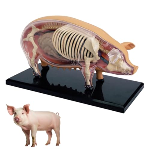 4D Vision Schweine-Anatomiemodell, Simulation eines Tierskeletts, biologisches Schweinepräparat mit 19 abnehmbaren Organen, medizinische Modelle für die Veterinärausbildung 4D Vision Schweine-Anatomiemodell, Simulation eines Tierskeletts, biologisches Schweinepräparat mit 19 abnehmbaren Organen, medizinische Modelle für die Veterinärausbildung von WHIPIN