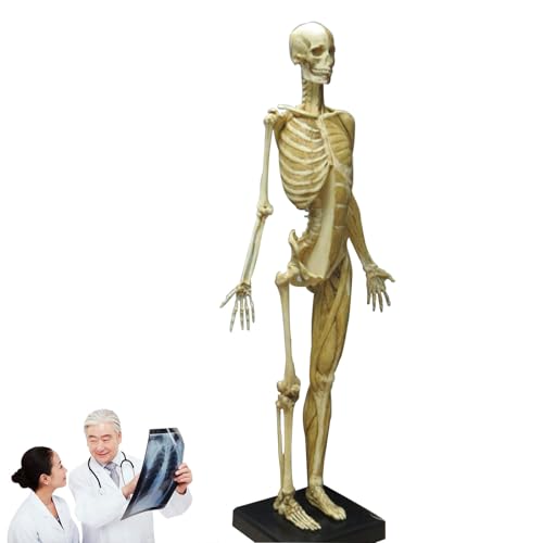 60 cm weibliche Anatomiefigur, Muskel- und Skelettmodell des menschlichen Körpers, PU-ABS-Mischmaterial, Lehrmaterial für Kunstskulpturen, für Künstler und Medizinstudenten 60 cm weibliche Anatomiefigur, Muskel- und Skelettmodell des menschlichen Körpers, PU-ABS-Mischmaterial, Lehrmaterial für Kunstskulpturen, für Künstler und Medizinstudenten von WHIPIN