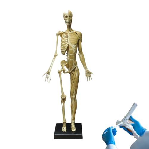 60 cm weibliche Anatomiefigur, Schaufensterpuppe zum Zeichnen, Medizinisches Referenzwerkzeug, Anatomisches Muskelskelett-Modell, Malmodell, für Unterricht, Kunst, Skulptur 60 cm weibliche Anatomiefigur, Schaufensterpuppe zum Zeichnen, Medizinisches Referenzwerkzeug, Anatomisches Muskelskelett-Modell, Malmodell, für Unterricht, Kunst, Skulptur von WHIPIN