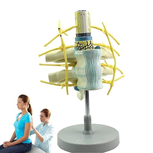 Menschliches Halswirbelmodell, Modell des sympathischen Nervenstrangs, Anatomie-Replikat der Wirbelsäule im menschlichen Maßstab für Lehre und Forschung, medizinische Modelle Menschliches Halswirbelmodell, Modell des sympathischen Nervenstrangs, Anatomie-Replikat der Wirbelsäule im menschlichen Maßstab für Lehre und Forschung, medizinische Modelle von WHIPIN