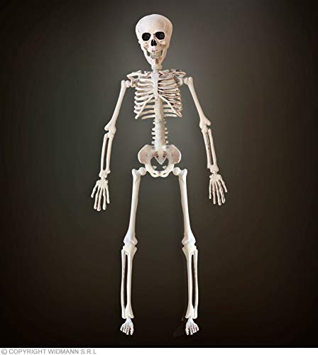 Widmann 03233 - Skelett, 40 cm, Partydekoration, Halloween, Karneval, Mottoparty von WIDMANN