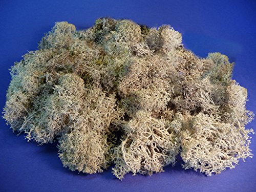 3-Pack Modellbau ISLANDMOOS grau MULTIPACKUNG 240g von WIM-Modellbau
