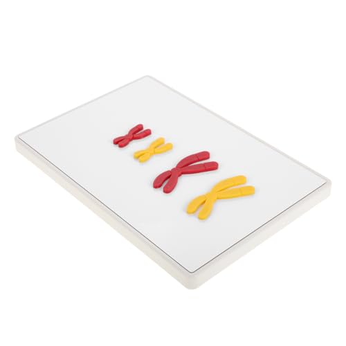 WOONEKY 1 Set Teach Chromosome Change Model Biology Teaching Meiosis Models Teaching Meiosis Models Display Chromosome Change Model von WOONEKY