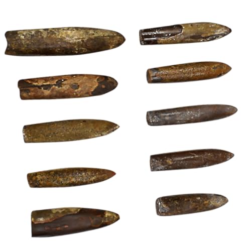 WOONEKY 10 Stück Teiliges Fossilien Naturbelassene Urzeitliche Meeresbewohner Pädagogisches Lehrmaterial für prähistorische Ozeanologie Dekorative Sammlerobjekte für Unterricht und von WOONEKY