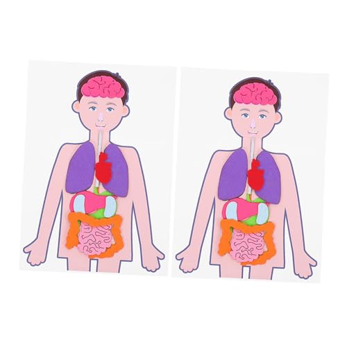 WOONEKY 2 Sätze DIY Organe Modell Lernspielzeug Pädagogisches Körpermodell Handlungsorientiertes Lernspielzeug Kreativität Konzentration Hand Auge koordination für Jungen Mädchen WOONEKY 2 Sätze DIY Organe Modell Lernspielzeug Pädagogisches Körpermodell Handlungsorientiertes Lernspielzeug Kreativität Konzentration Hand Auge koordination für Jungen Mädchen von WOONEKY