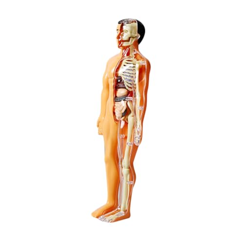 WOONEKY Human Body Skeleton Modell für Präziser Aufbau Simuliertes Organmodell Interaktives Puzzle Pädagogisches Steam Lernspielzeug Wissenschaftskit für Motorische Fähigkeiten WOONEKY Human Body Skeleton Modell für Präziser Aufbau Simuliertes Organmodell Interaktives Puzzle Pädagogisches Steam Lernspielzeug Wissenschaftskit für Motorische Fähigkeiten von WOONEKY