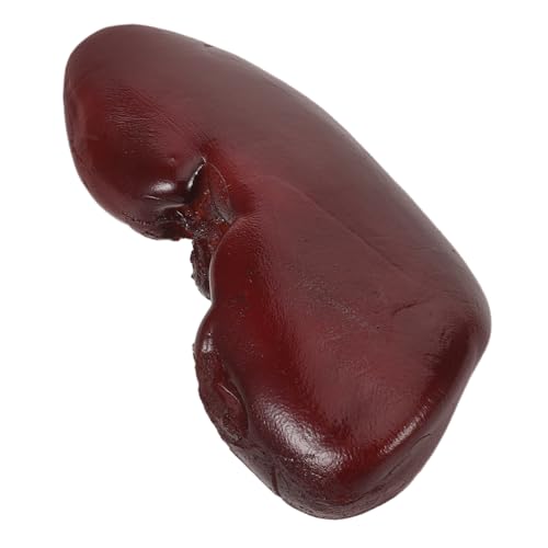 WOONEKY Simuliertes Schweine Taillenspielzeug Dekor Halloween Falschwitze Schweinenieren Modell Schreckliche Falsche Niere Gruselige Gruselige Organ Requisite Cosplay Niere WOONEKY Simuliertes Schweine Taillenspielzeug Dekor Halloween Falschwitze Schweinenieren Modell Schreckliche Falsche Niere Gruselige Gruselige Organ Requisite Cosplay Niere von WOONEKY