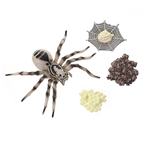 WOONEKY Tarantula Lebenszyklus Modell Realistisches Lernspielzeug für Dekoratives Insekten Diorama für Frühkindliche Bildung und Kreative Fotografie von WOONEKY