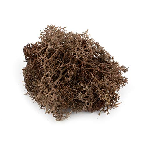 War World Scenics Braune Lichen Modell Moos 100g - Flechte Laub Modellbau Modellbahn Wargame Tabletop Gelände Landschaft Baum Busch Hecke Diorama Basing War World Scenics Braune Lichen Modell Moos 100g - Flechte Laub Modellbau Modellbahn Wargame Tabletop Gelände Landschaft Baum Busch Hecke Diorama Basing von WWS War World Scenics