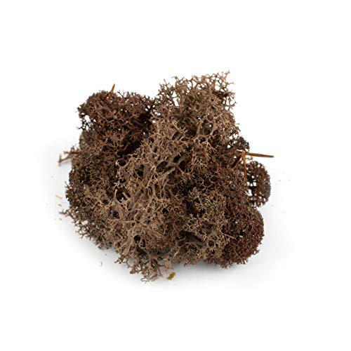 War World Scenics Braune Lichen Modell Moos 60g - Flechte Laub Modellbau Modellbahn Wargame Tabletop Gelände Landschaft Baum Busch Hecke Diorama Basing War World Scenics Braune Lichen Modell Moos 60g - Flechte Laub Modellbau Modellbahn Wargame Tabletop Gelände Landschaft Baum Busch Hecke Diorama Basing von WWS War World Scenics