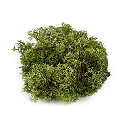 War World Scenics Dunkelgrüne Lichen Modell Moos 100g - Flechte Laub Modellbau Modellbahn Wargame Tabletop Gelände Landschaft Baum Busch Hecke Diorama Basing von WWS War World Scenics
