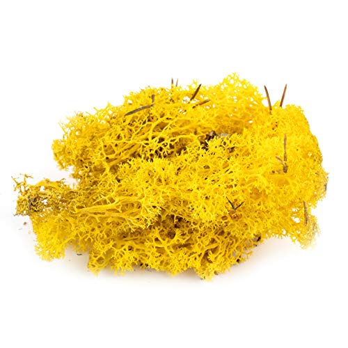 War World Scenics Gelbe Lichen Modell Moos 100g - Flechte Laub Modellbau Modellbahn Wargame Tabletop Gelände Landschaft Baum Busch Hecke Diorama Basing War World Scenics Gelbe Lichen Modell Moos 100g - Flechte Laub Modellbau Modellbahn Wargame Tabletop Gelände Landschaft Baum Busch Hecke Diorama Basing von WWS War World Scenics